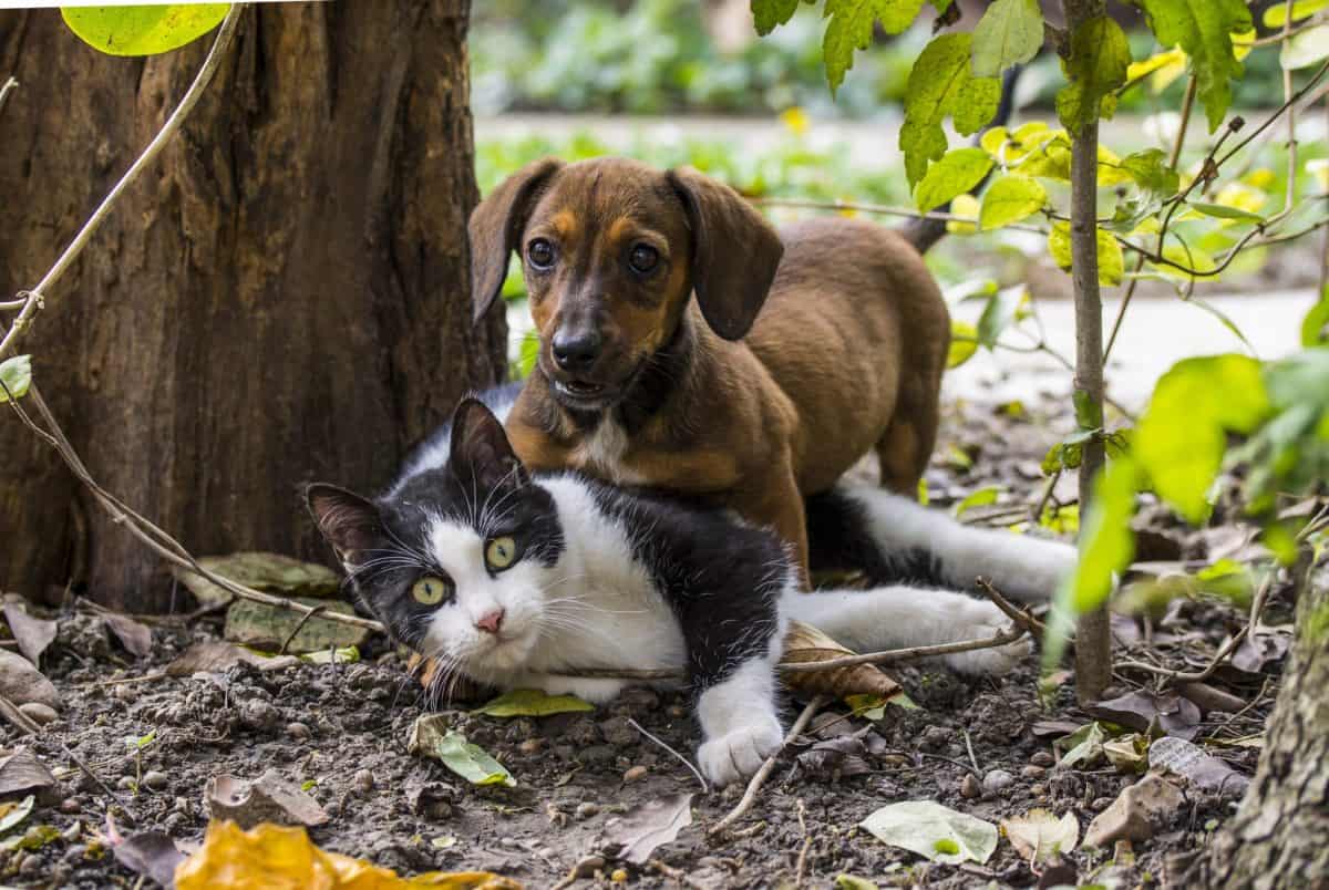 Comment purger son chien et son chat ?