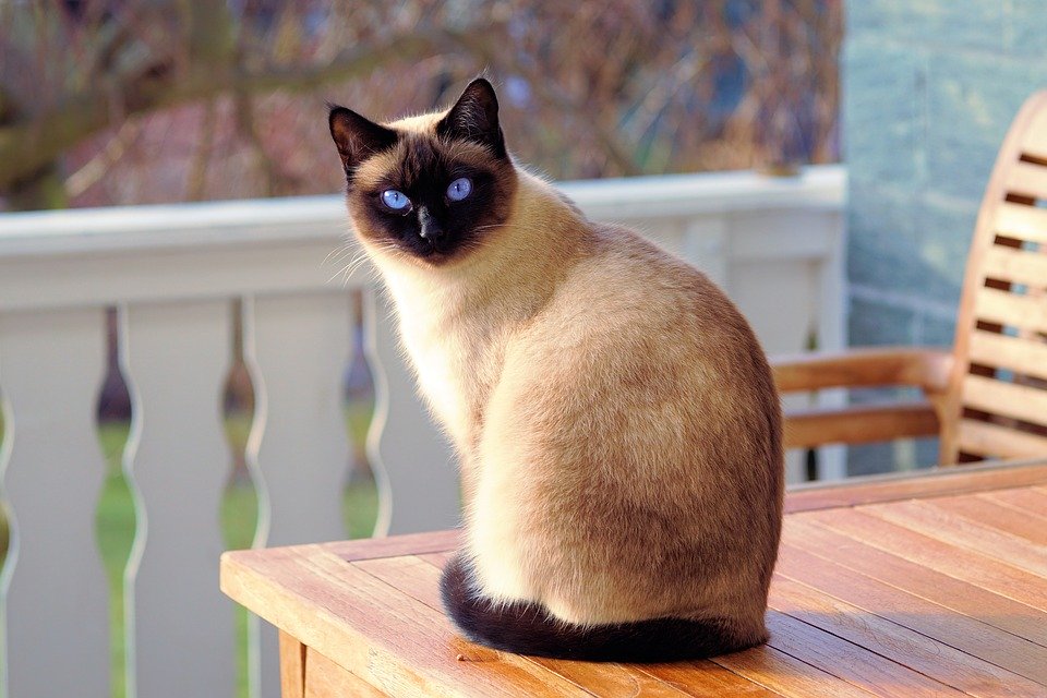 Mon chat à des puces : Traitement anti sac à puces