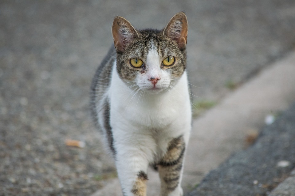 spray d'hormone pour chat