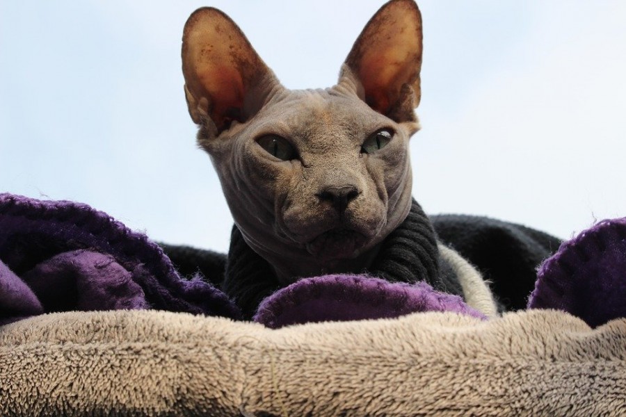 Chatterie de sphynx : pourquoi choisir ce chat ?