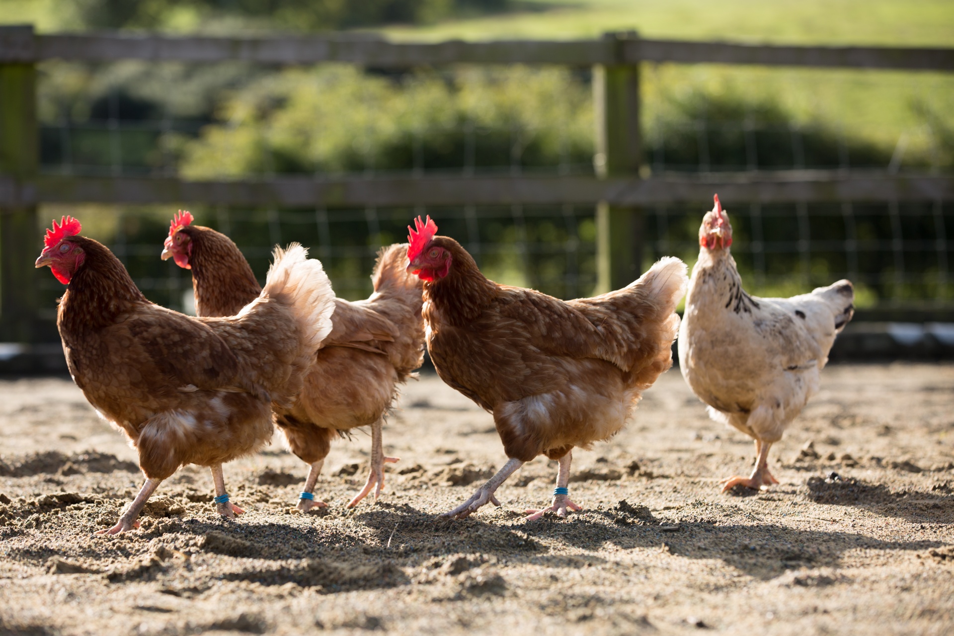 Qui est la meilleur usine a poulet de france ? 