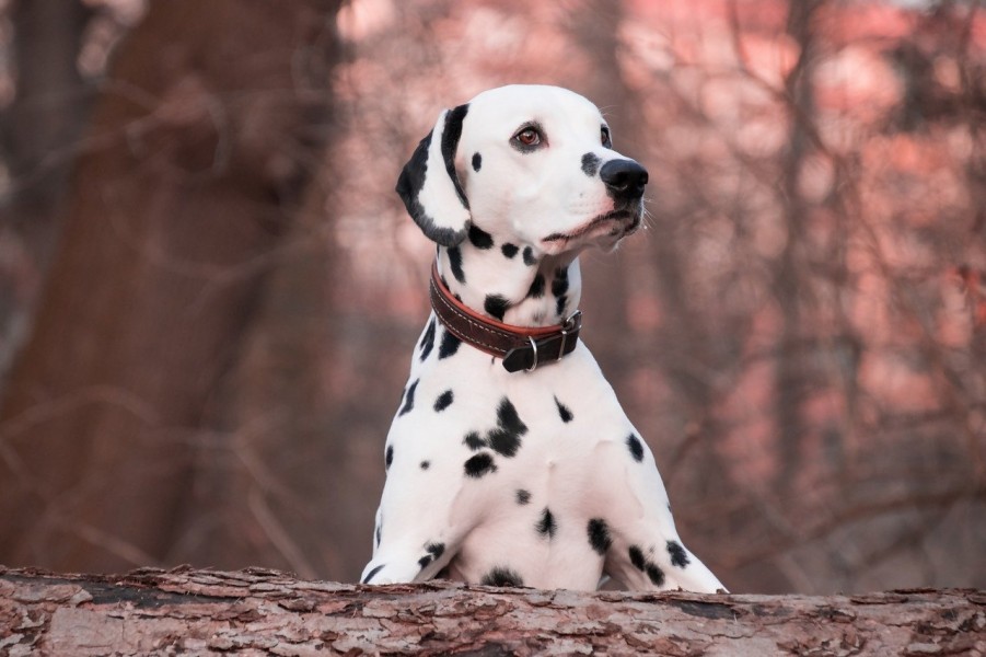 Comment sécuriser les promenades de votre chien et éviter les fugues?