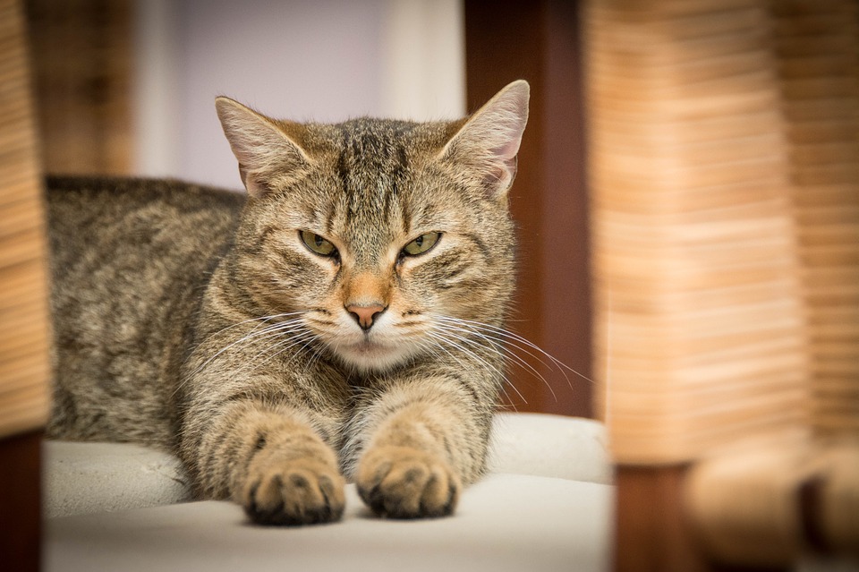 A quel age faire la castration de son chat