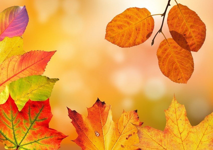 Les couleurs tendances de l’automne