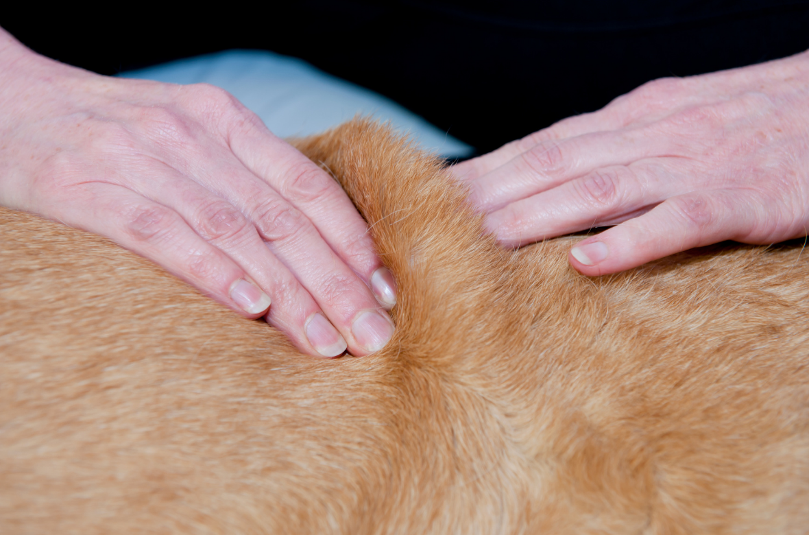 osteopathe_animalier_soignant_un_labrador