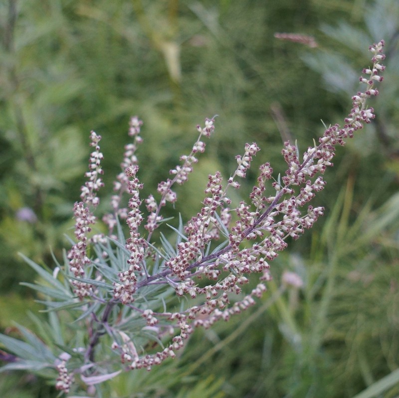 Quels sont les bienfaits de l'artemisia annua?