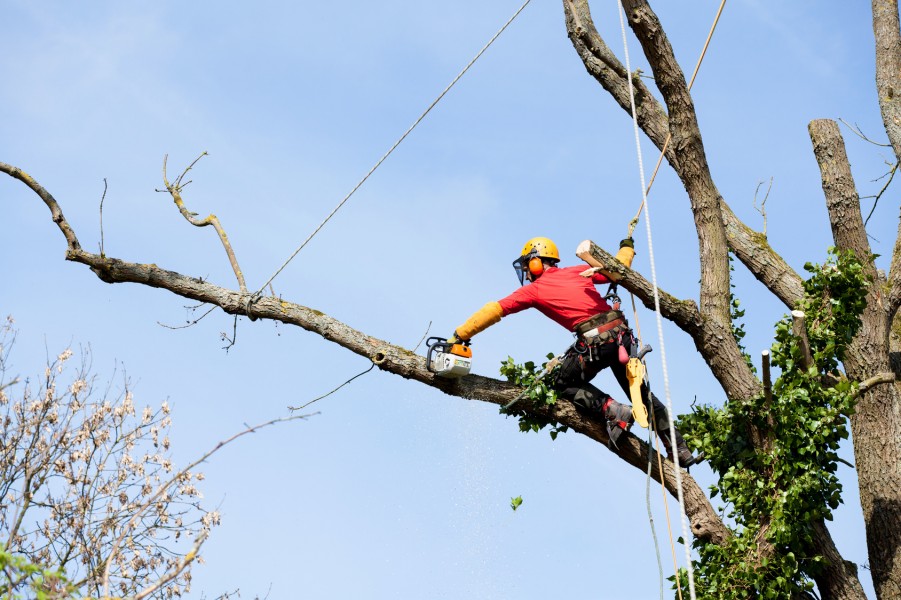 Les différentes techniques de taille d’un arbre