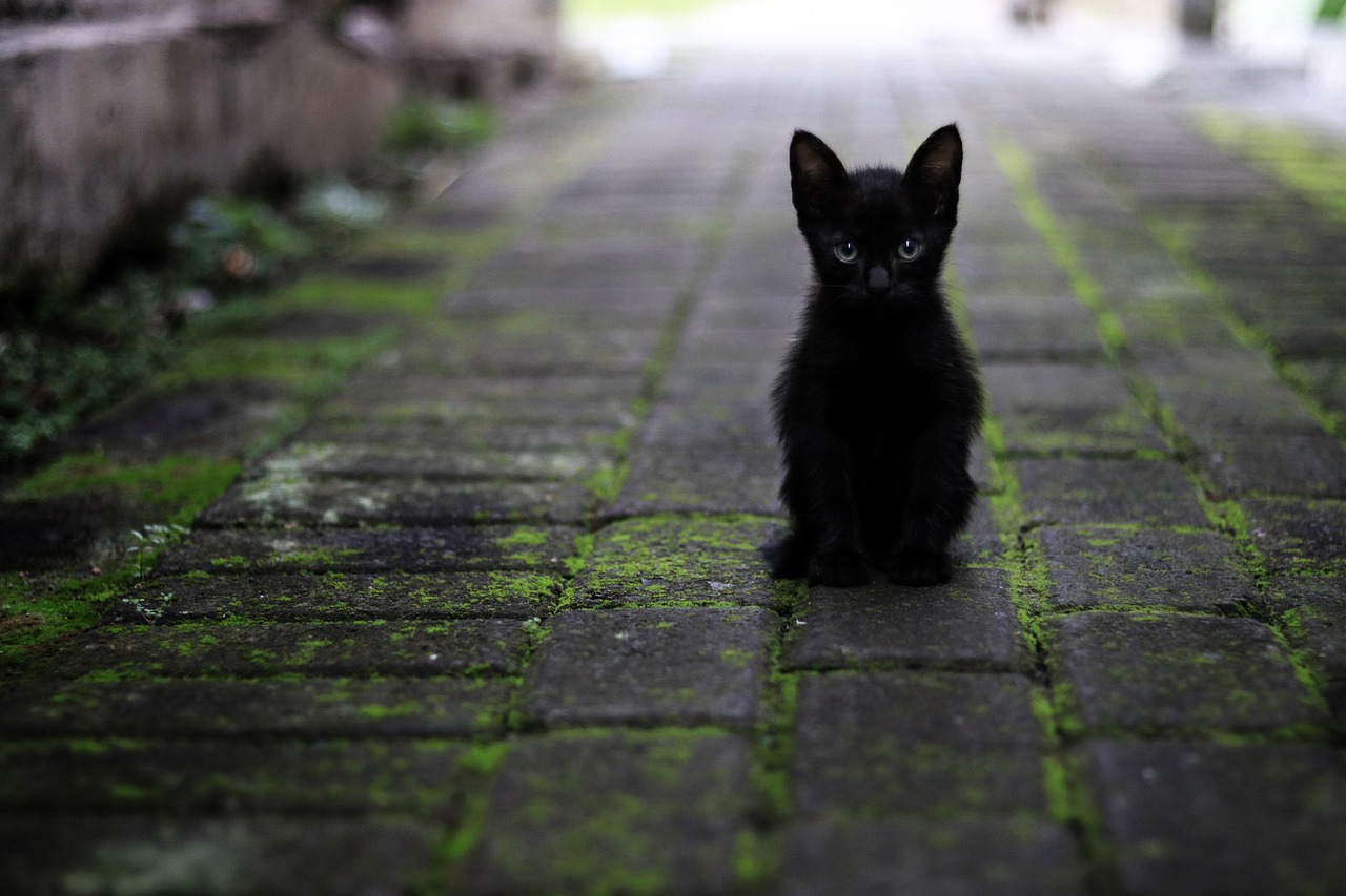 terre diatomée chat